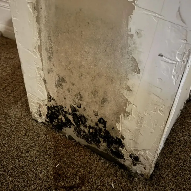 Professional Mold Removal in Sweetwater County, WY